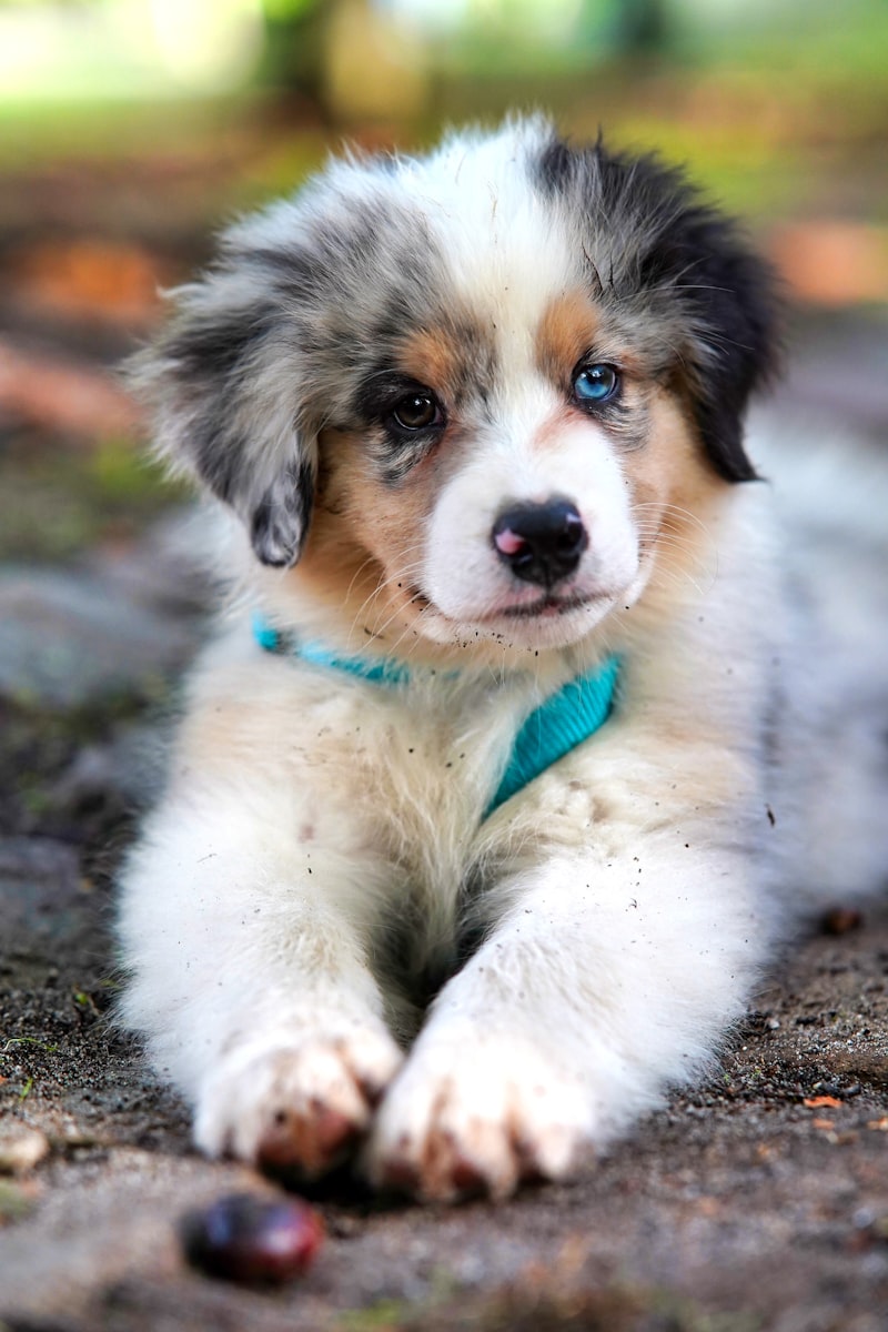 Sevimli köpek