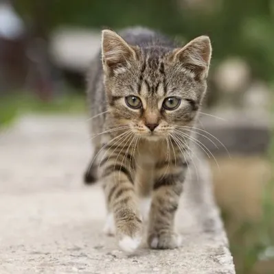 3 aylık tekir kedi